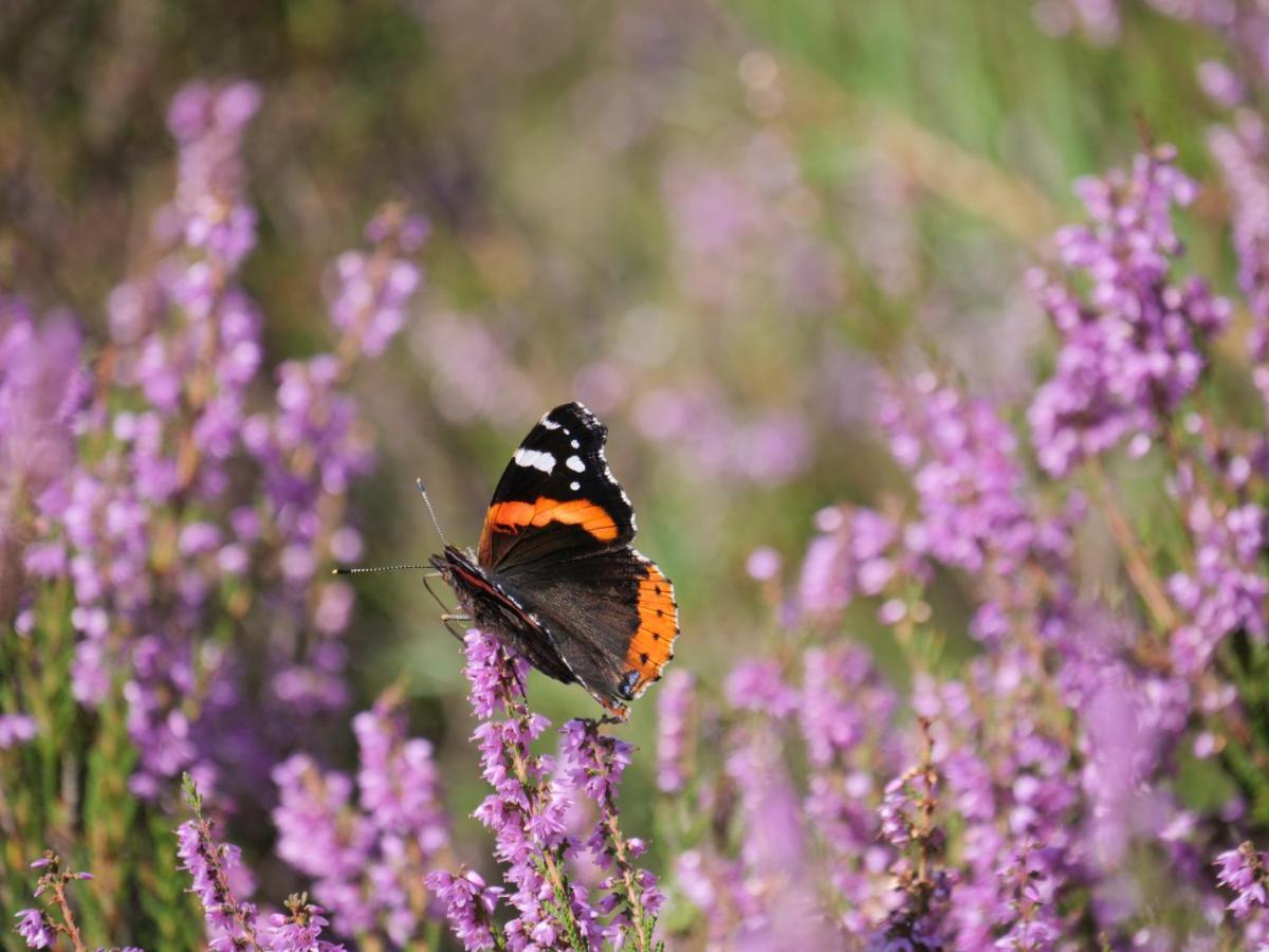 La Vita Veluwe Wapenveld Eksteriør billede